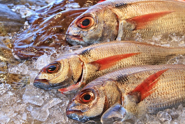 Pre-European catches of snapper (Pagrus auratus) in northern New Zealand