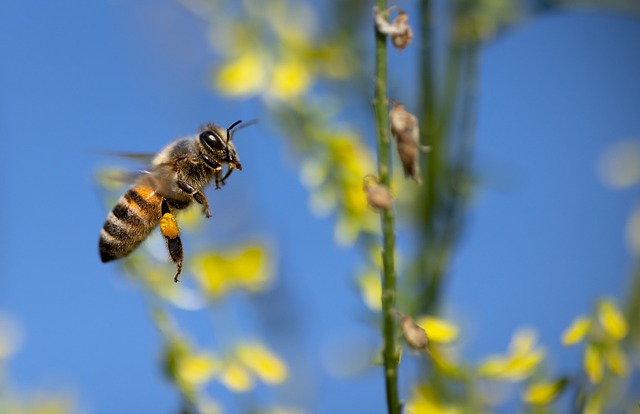 How to Design Experiments in Animal Behaviour 4. How Do Bees Estimate the Distance Flown?